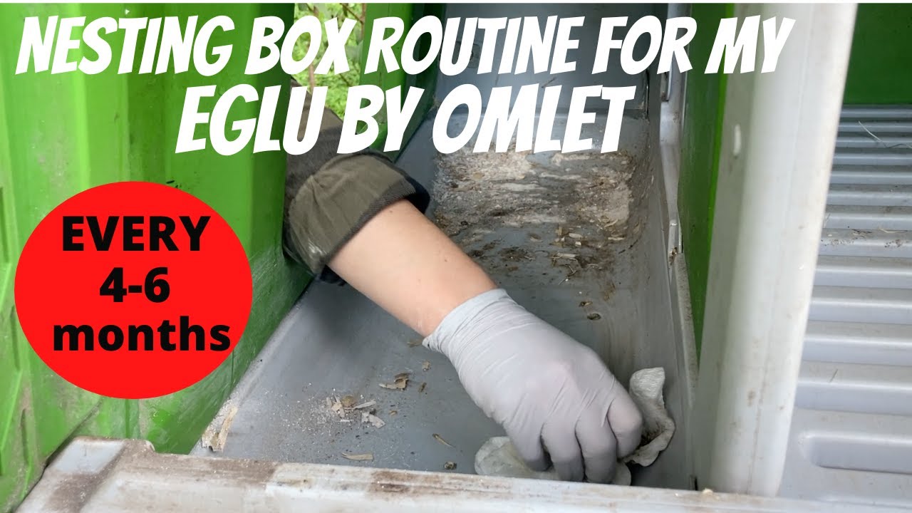 Eglu by Omlet:  4-6 month Nesting Box Routine