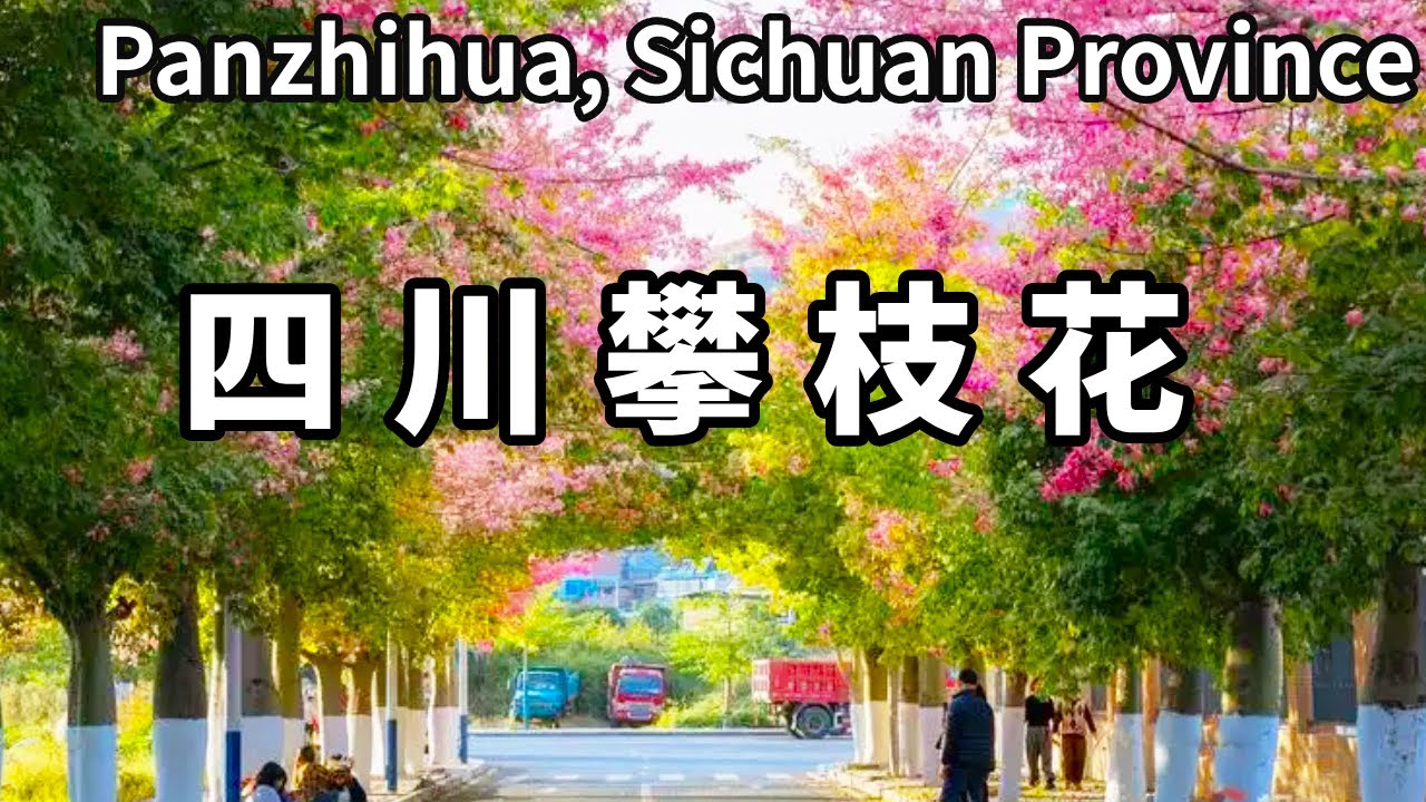 中國一座沒有冬天的城市－攀枝花，12月到處盛開異木棉，在城市裡面走一走【大海去旅行】