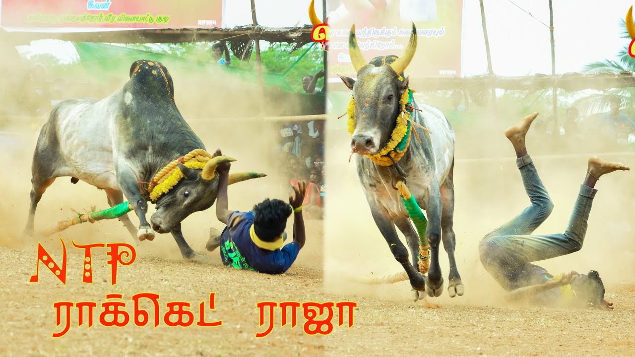 #வெள்ளலூர்_நாடு💥#நாயத்தான்பட்டி #NTP_மந்தையன்_ராக்கெட்_ராஜா🔥#பாகனேரி_வடம்_மஞ்சுவிரட்டு_திருவிழா_2022