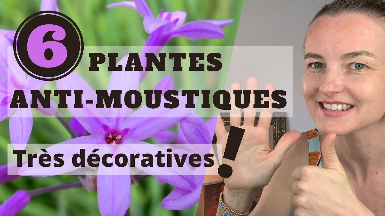 6 PLANTES ANTI-MOUSTIQUES très décoratives !
