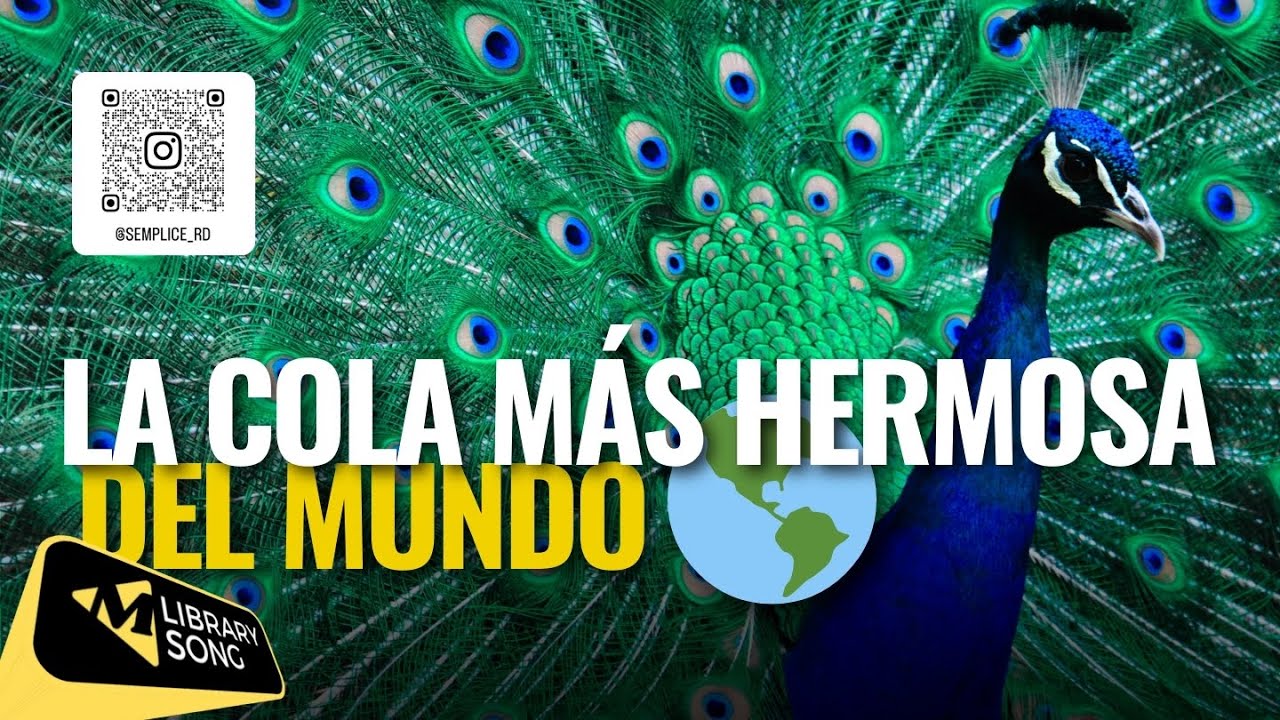 El ave más elegante del mundo  El impresionante Pavo Real