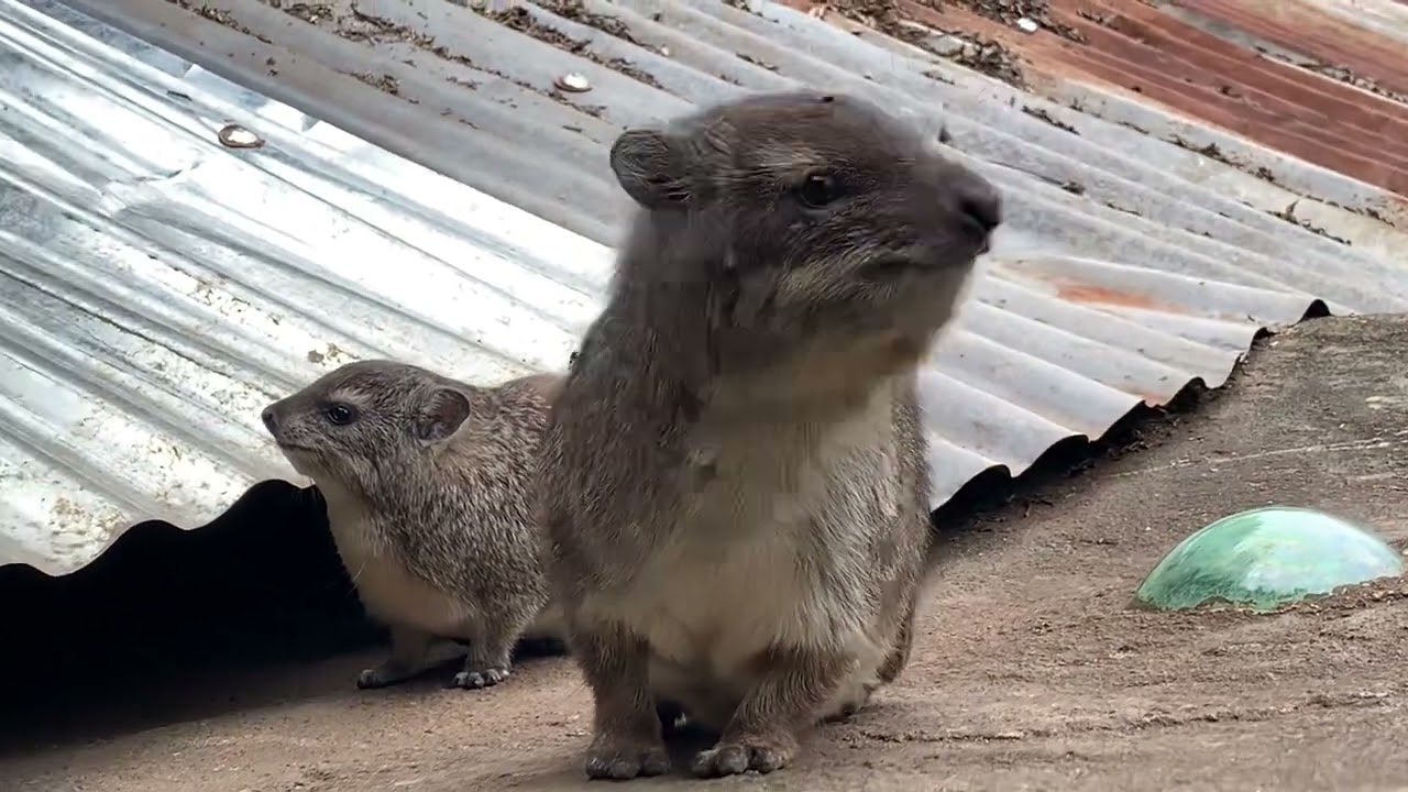 Hyrax on my roof hang out for a bit!