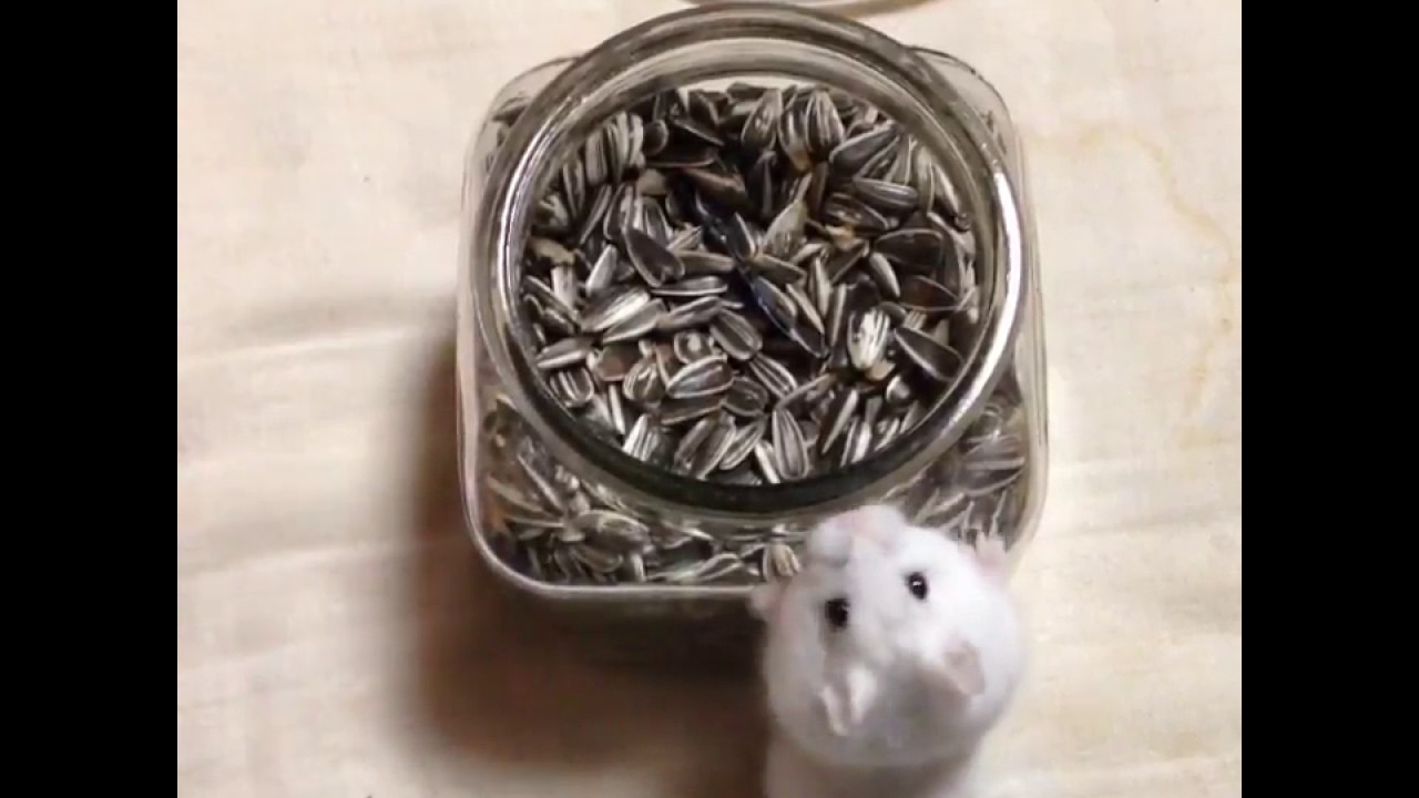 Hamster wants to get into jar of sunflower seeds