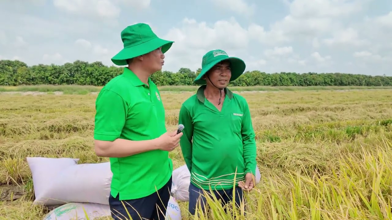 Lúa Đài Thơm 8 đạt năng suất 1.25 tấn/công tại Khu Nông Trường Sông Hậu - Cần Thơ
