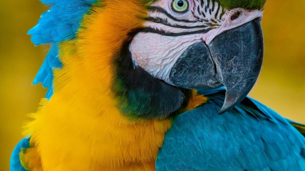 M&Uacute;SICA DE EXCEL&Ecirc;NCIA