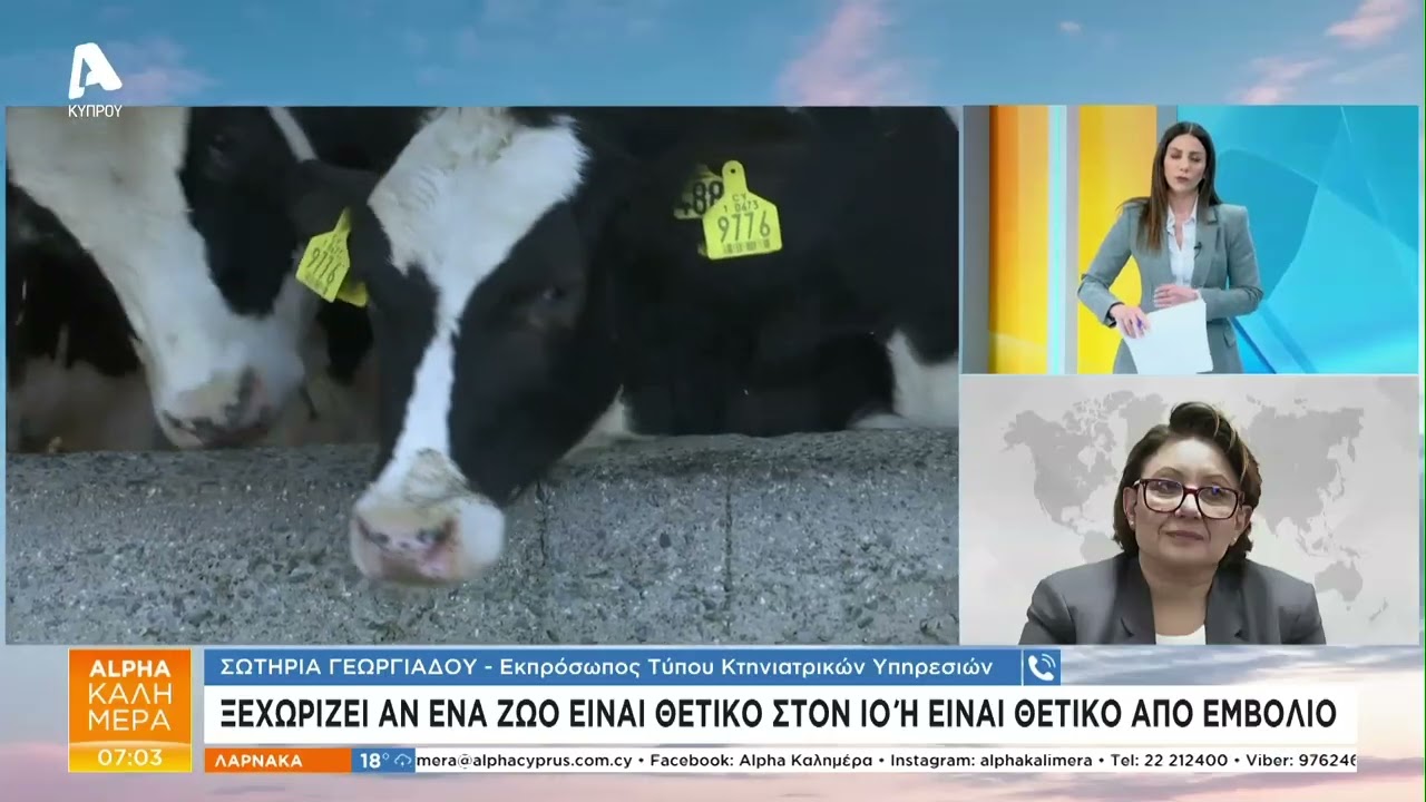 Αφθώδης πυρετός: Θανατώσεις ζώων, εμβόλια και δειγματοληπτικοί έλεγχοι