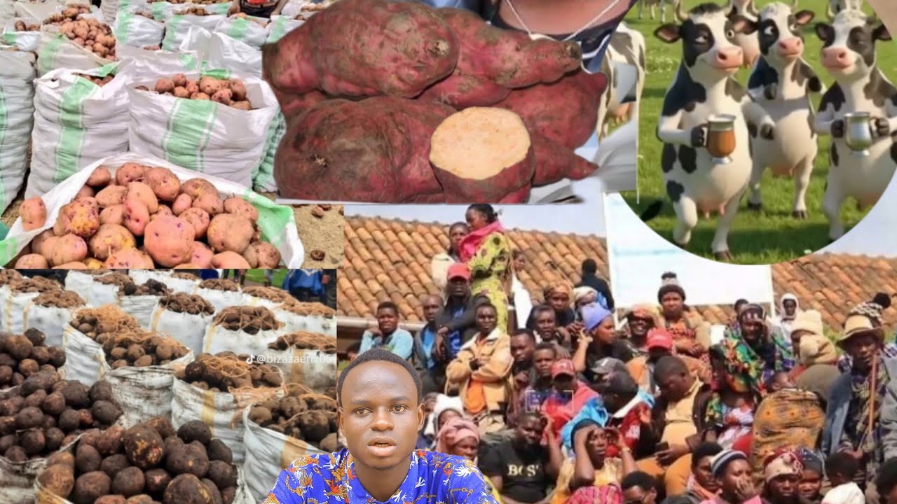 MENYANIBI BY DANIZZO PART 241:KUBA IKIGALI NUKWIZIRIKA IBIRIBWA BIRAHENZE CYANE 