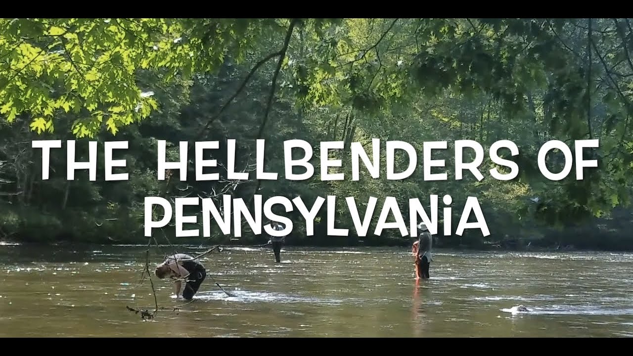 Pennsylvania Hellbender Research 2021