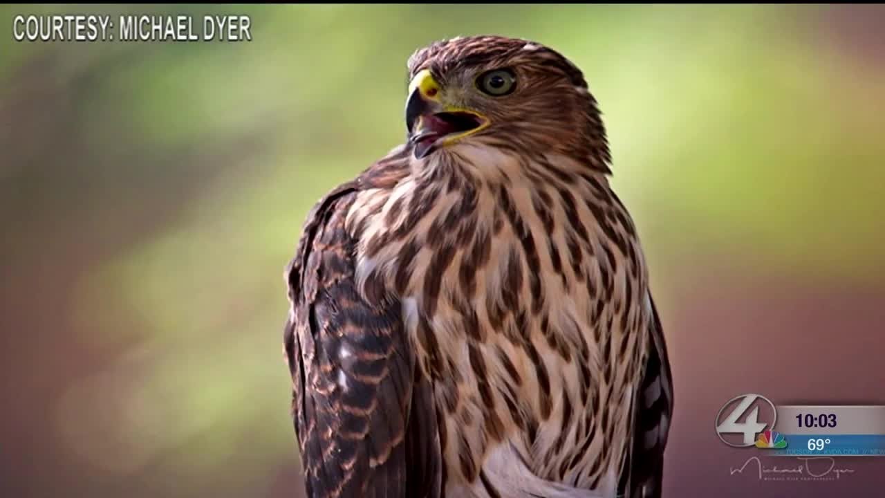 Cooper's Hawk dives, hits southwest side homeowner