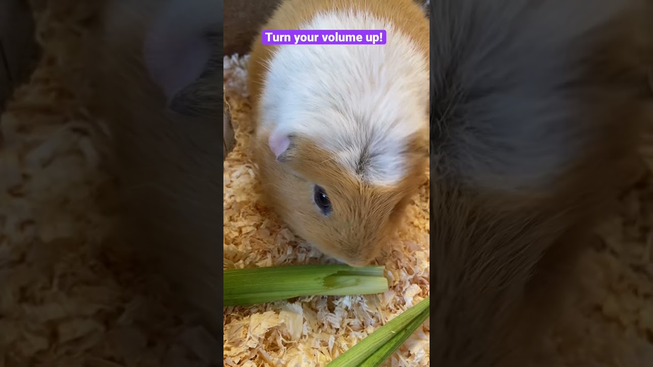 Guinea Pig eating corn on the cob leaves