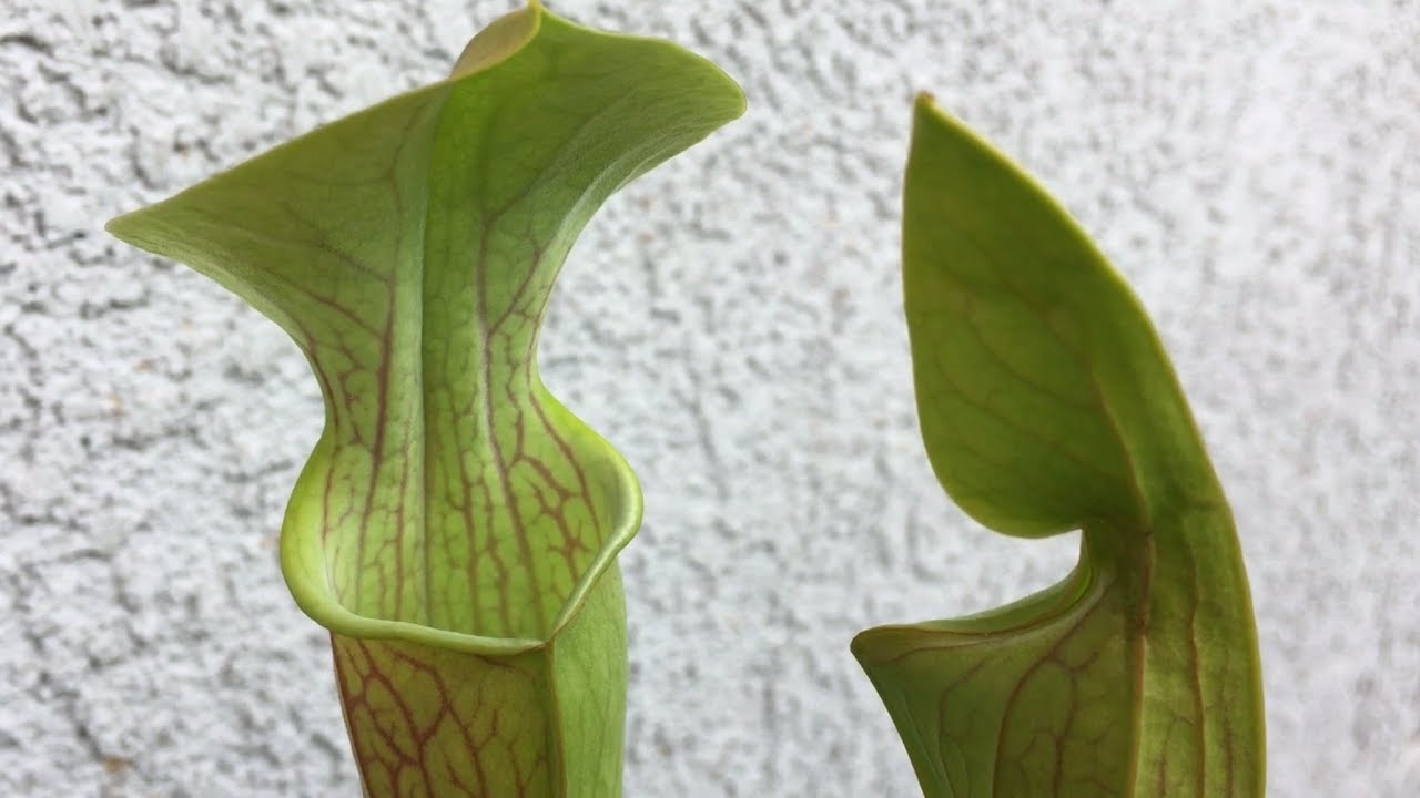 Sarracenia Oreophila | Endangered Species