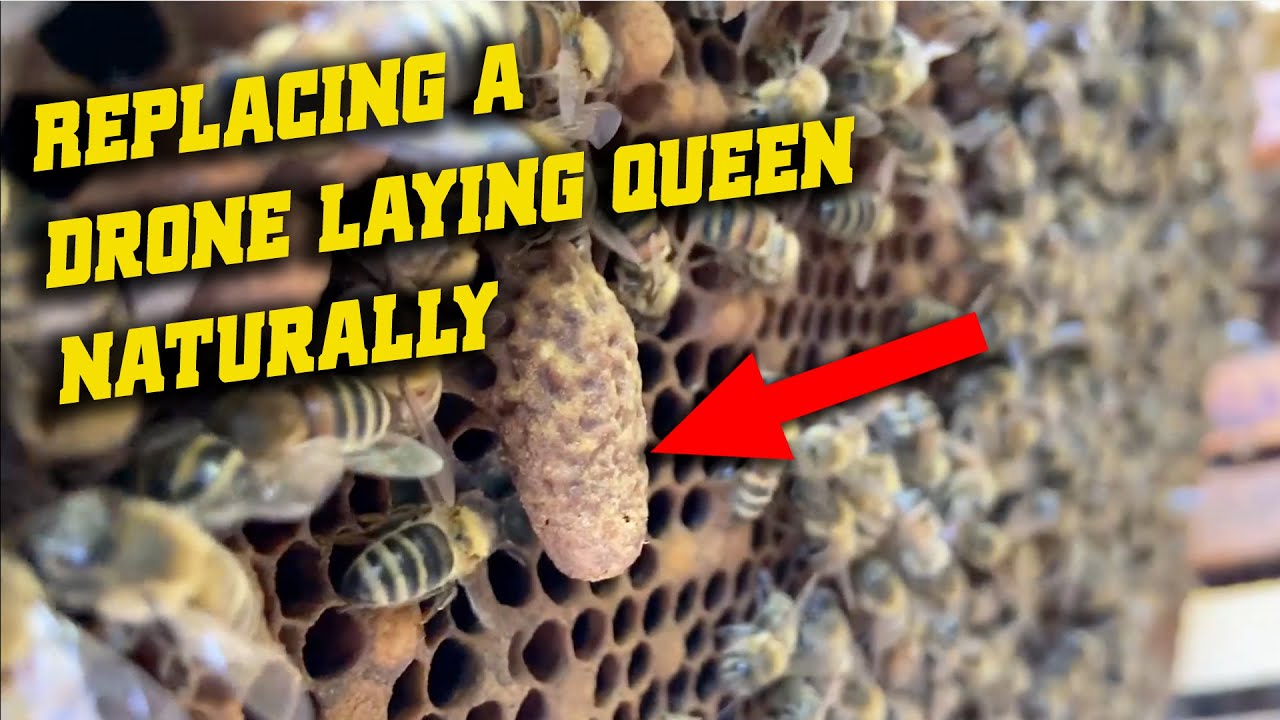 83 days video log:  replacing a drone-laying queen