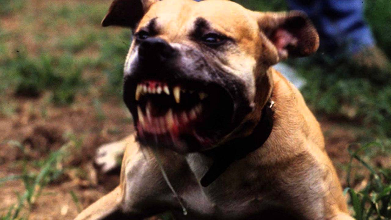 Bad Dog Barking - Ringtone MP3