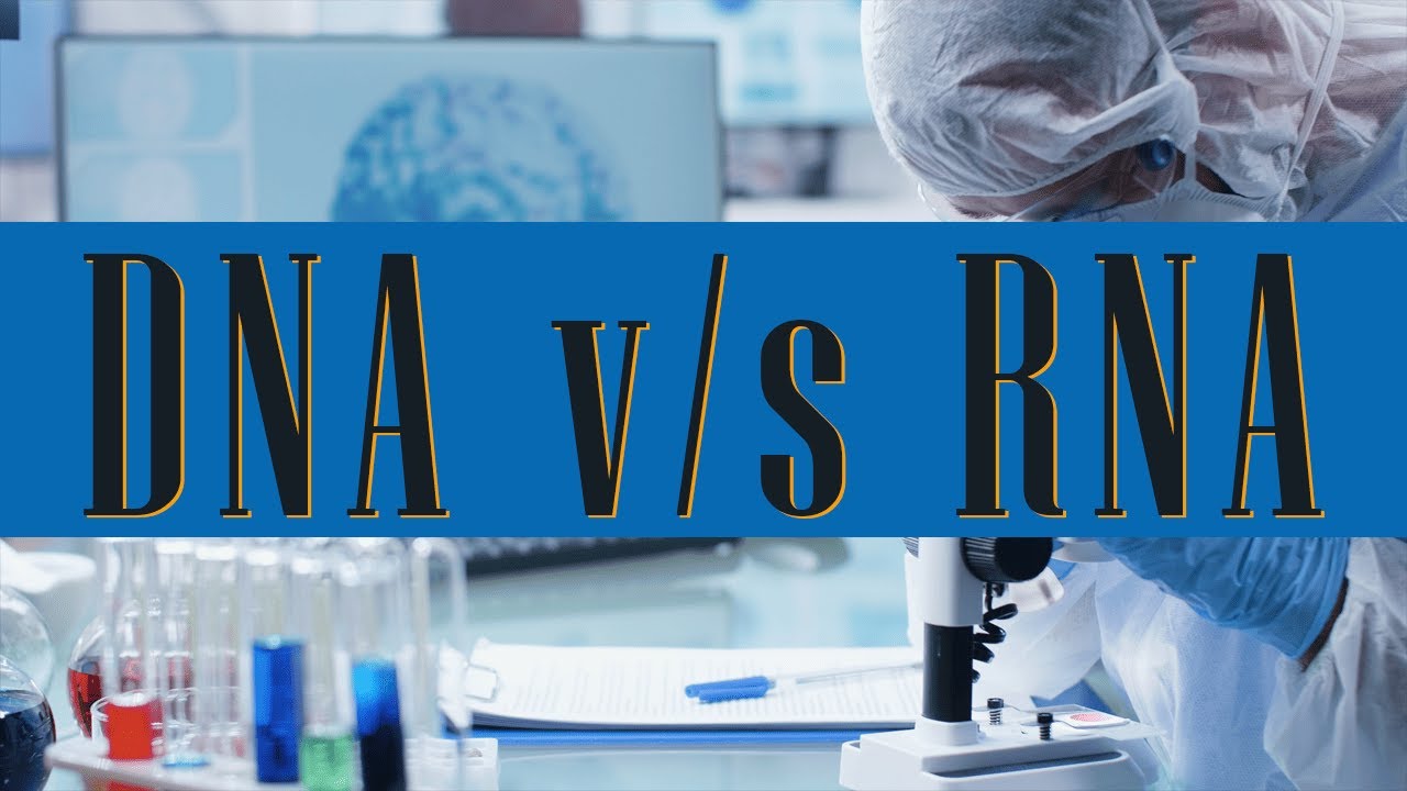 dna and rna | all about dna and rna |