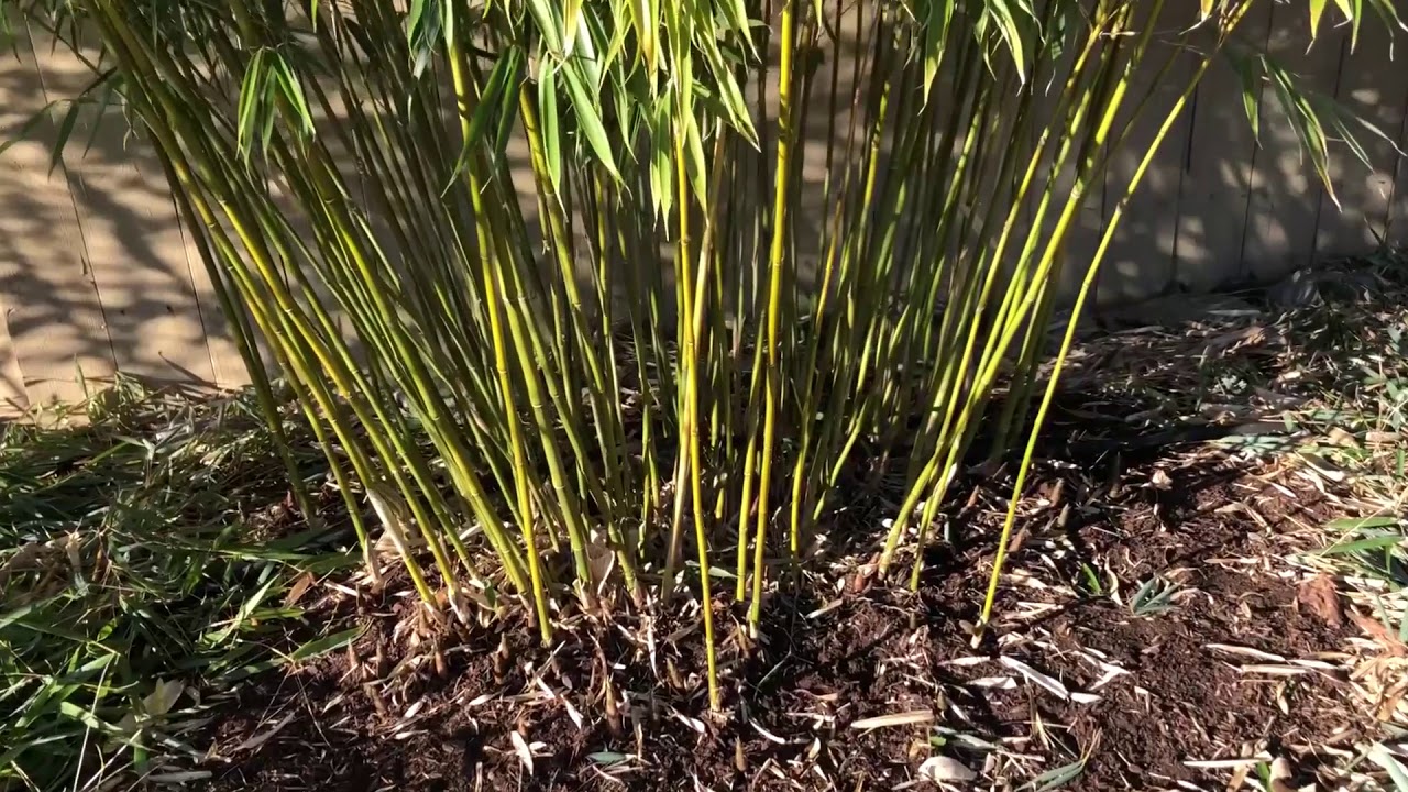 How to Trim Clumping Bamboo (Fargesia Robusta & Scabrida)
