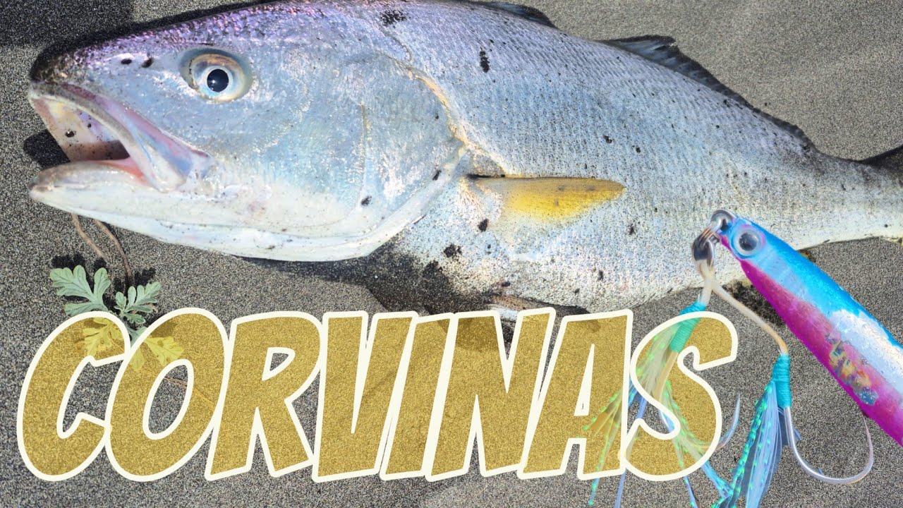 CORVINAS - Pesca en Playa 🐟