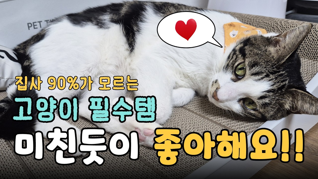 고양이 스크래쳐는 그냥 이거 사시면 됩니다ㅣ6년차 집사의 필수템