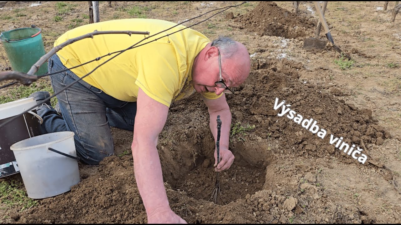 Výsadba viniča
