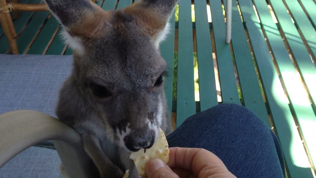 Melba and me on the deck. Eden Hills. South Australia. September 26th, 2015.