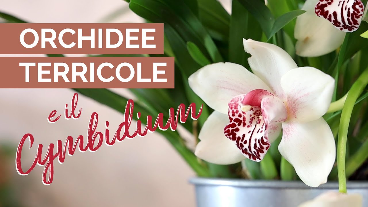 Cura orchidea Cymbidium