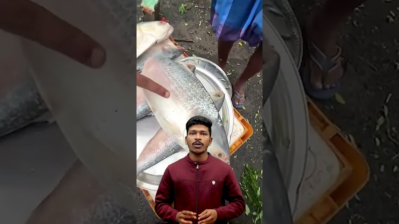 🌊 Pulasa Fish &ndash; The Queen of Godavari! 👑🐟 #Shorts