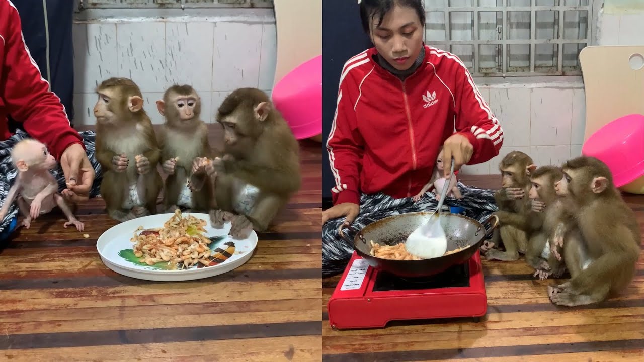 Baby Monkeys Sit Patiently While Dinner Is Prepared 🍤🐒
