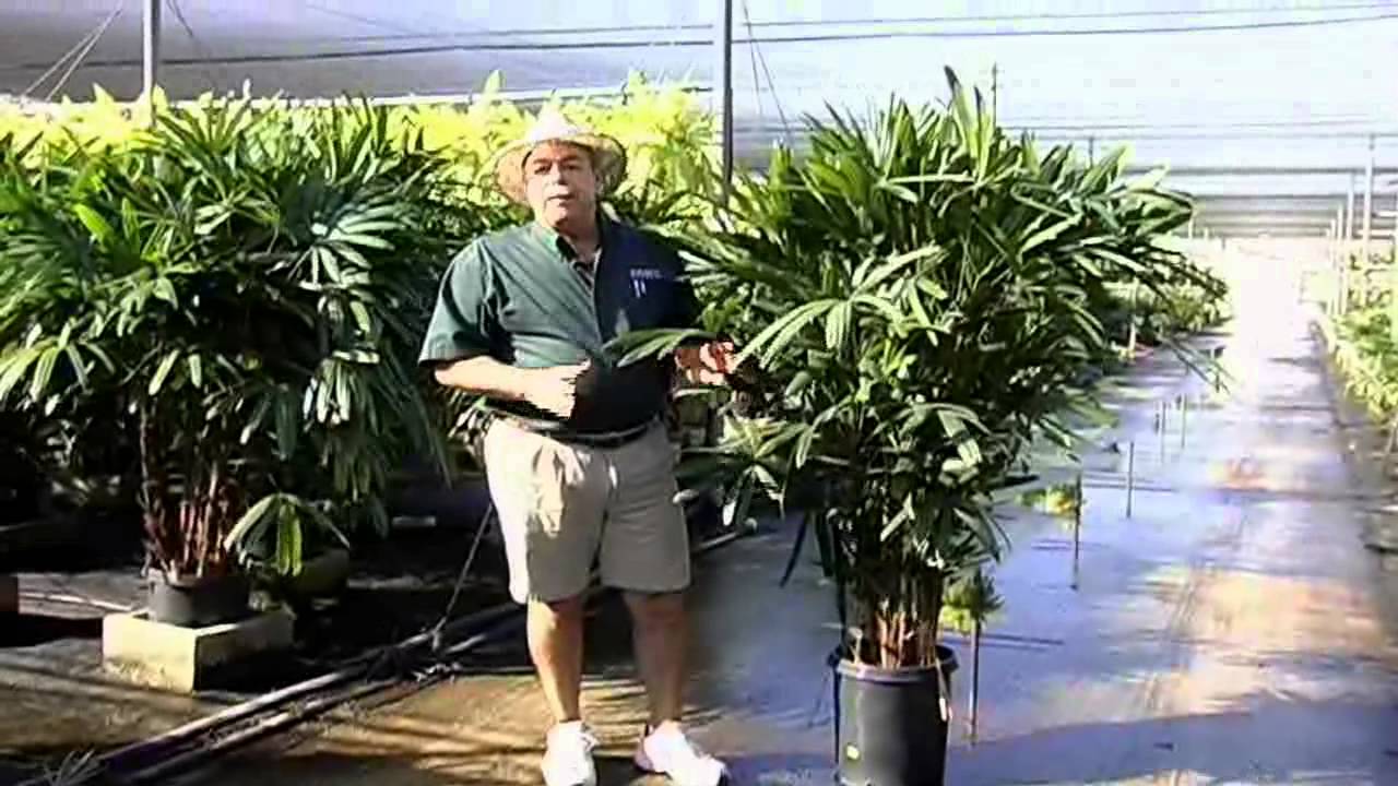 Hawaiian Rhapis Care Instructions