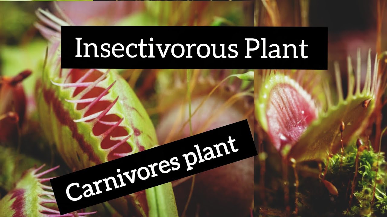 Insectivorous plant | venous flytrap 