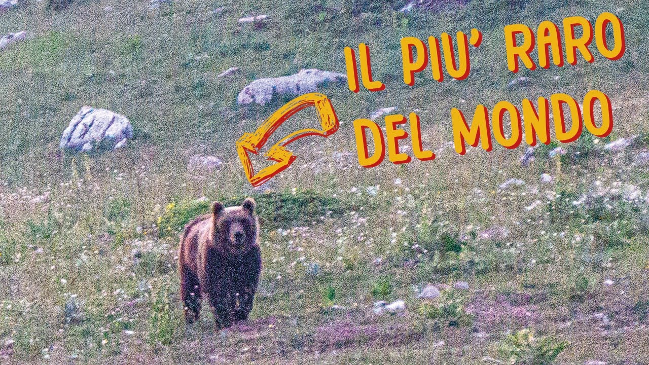 Abbiamo visto l'ORSO MARSICANO🐻 |  4 Giorni nel Parco Nazionale d'Abruzzo (PNALM) - Spedizione 2023