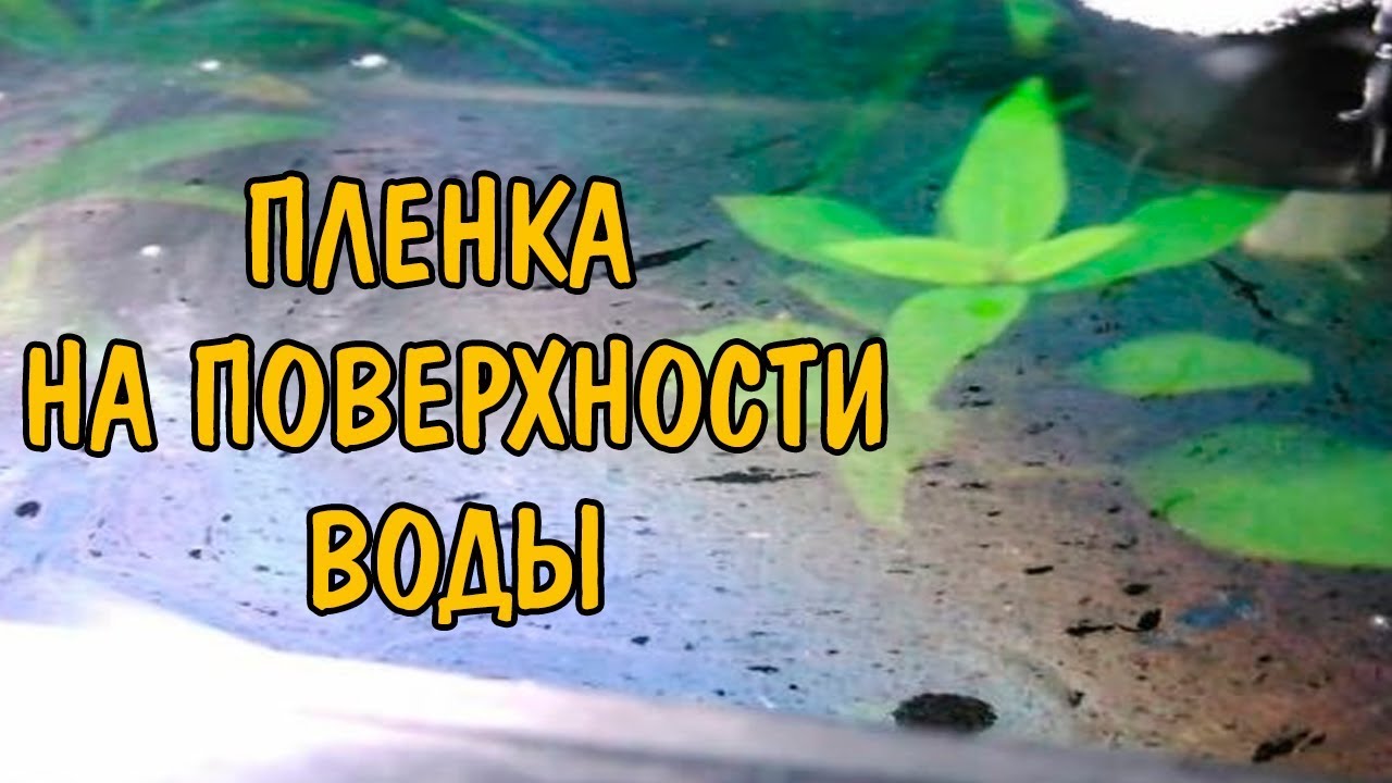 ПЛЕНКА В АКВАРИУМЕ. ВИДЫ, СПОСОБЫ БОРЬБЫ И ПРИЧИНЫ ПОЯВЛЕНИЯ.