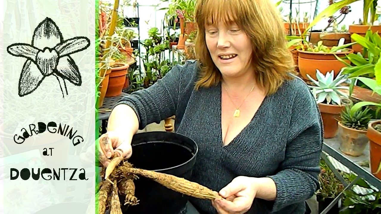 Potting Dahlias & Cleaning & Revitalising Old Tubers