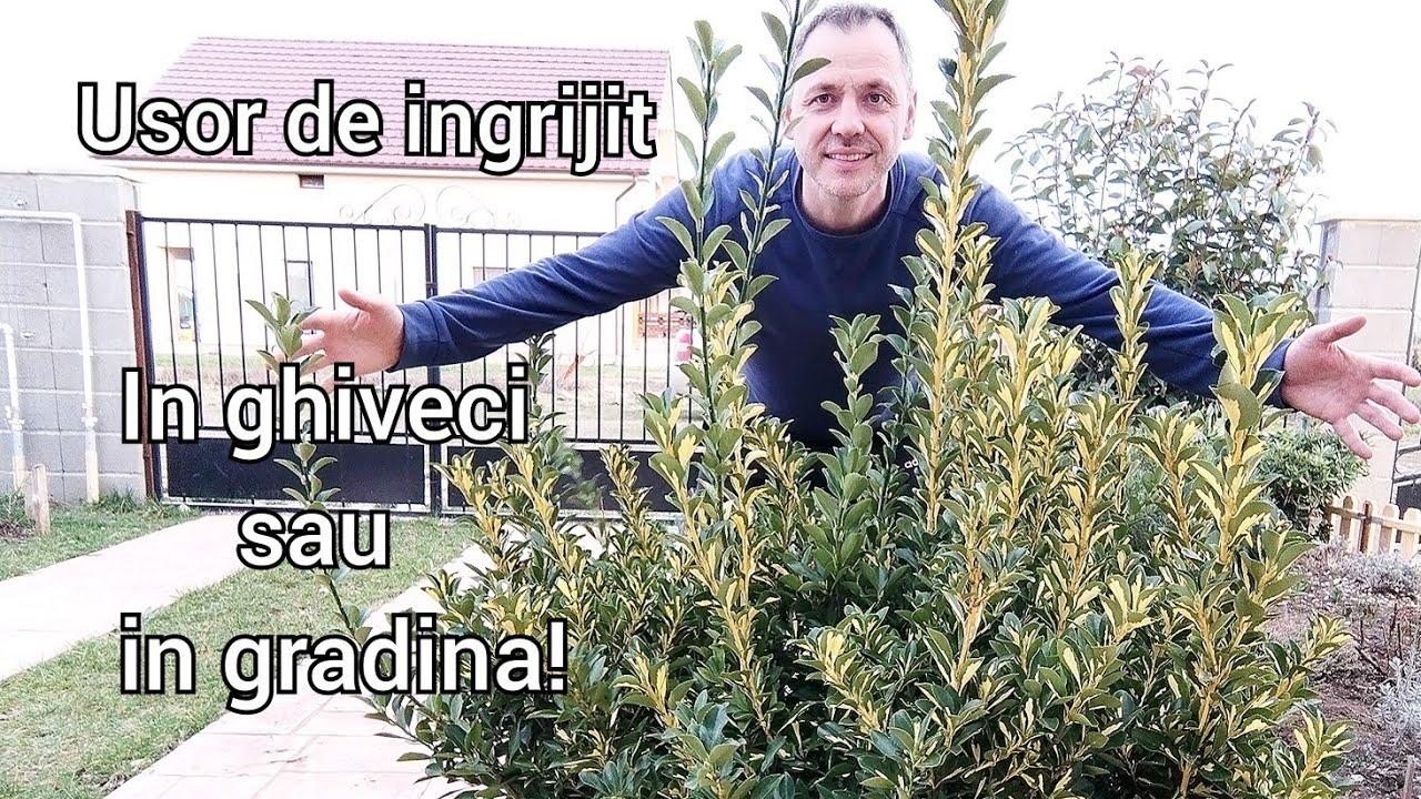 Euonymus Japonicus - ingrijire si inmultire!