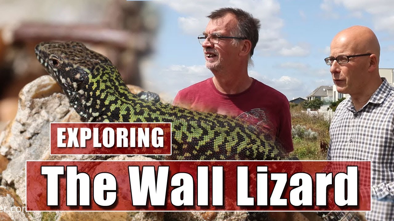 Looking for a non-native species of lizards in Shoreham, West Sussex.
