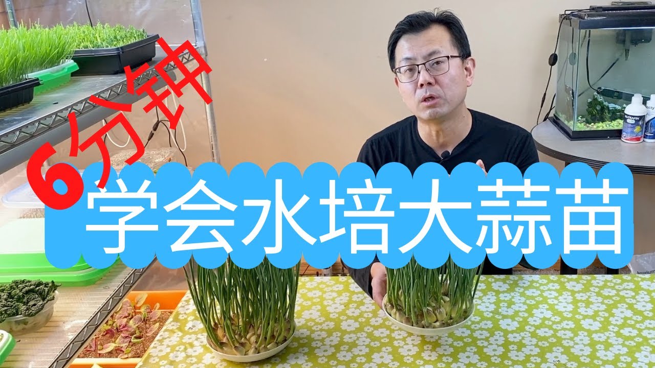 6分钟学会水培大蒜苗，水培大蒜多长时间换一次水？可以收割多少次？看看我是怎么做的！