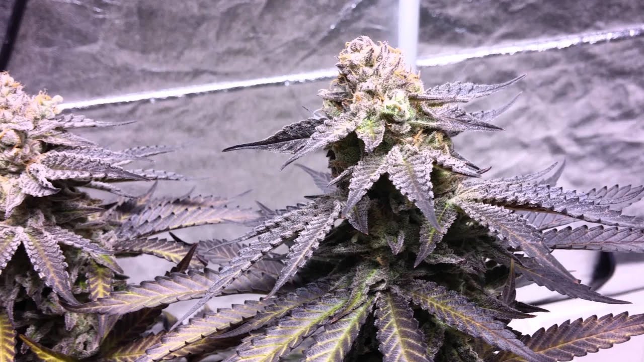 Querkle # 3