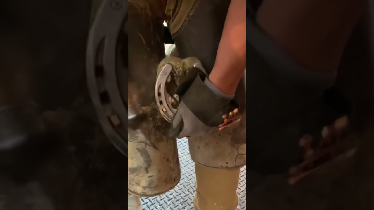 What kind of nails do you use?! 🔨￼  #farrier #shorts #oddlysatisfying #asmr