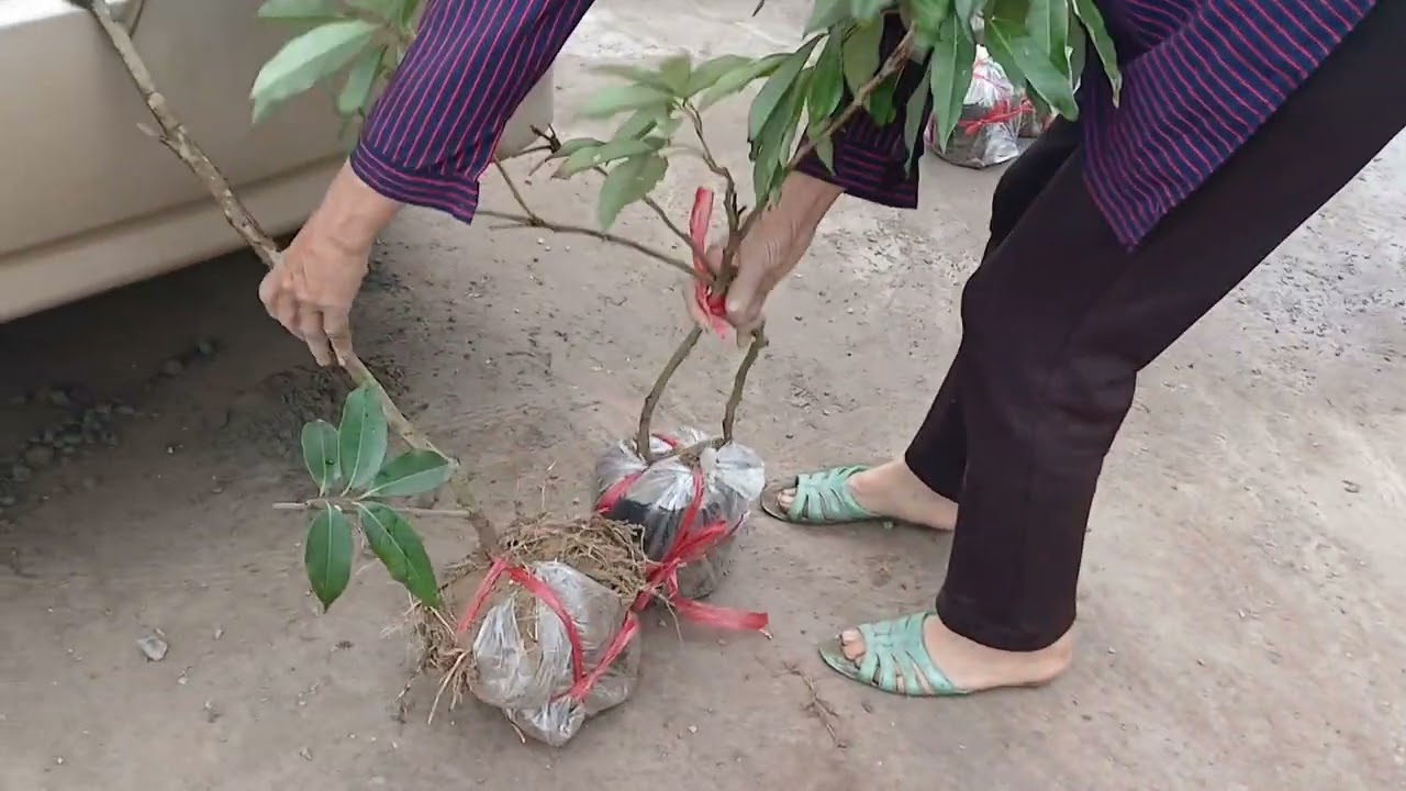 Cung cấp giống cây  vải trứng  phù cừ liên hệ 0865733228
