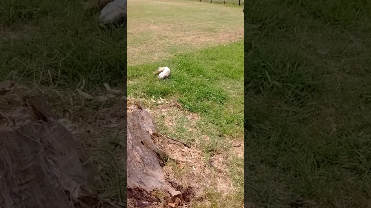 Pesca de tarucha