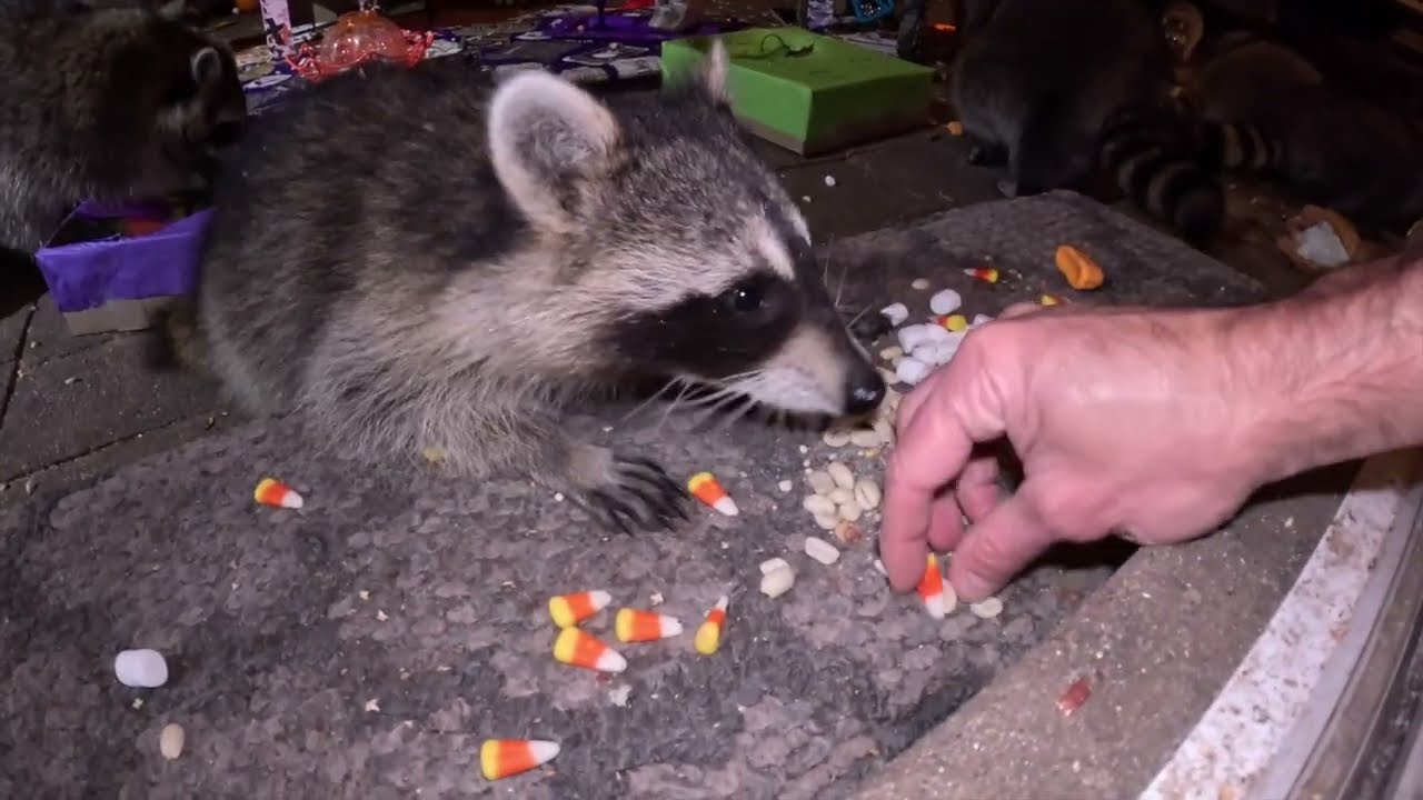Wildlife feeding pros and cons