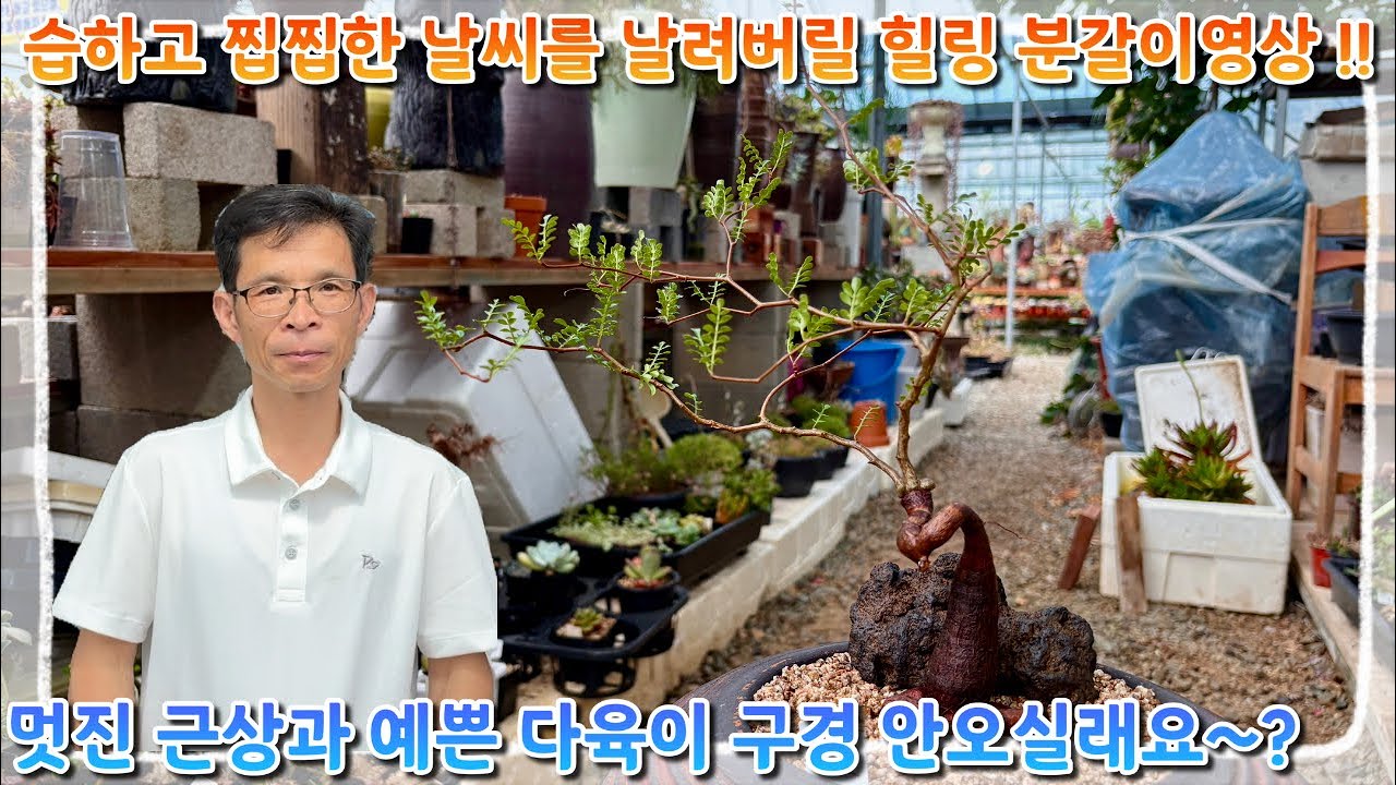 습하고 찝찝한 날씨를 날려버릴 힐링 분갈이 영상 !! 여러분 ~! 멋진 근상과 예쁜 다육이들 구경 안오실래요 ~?