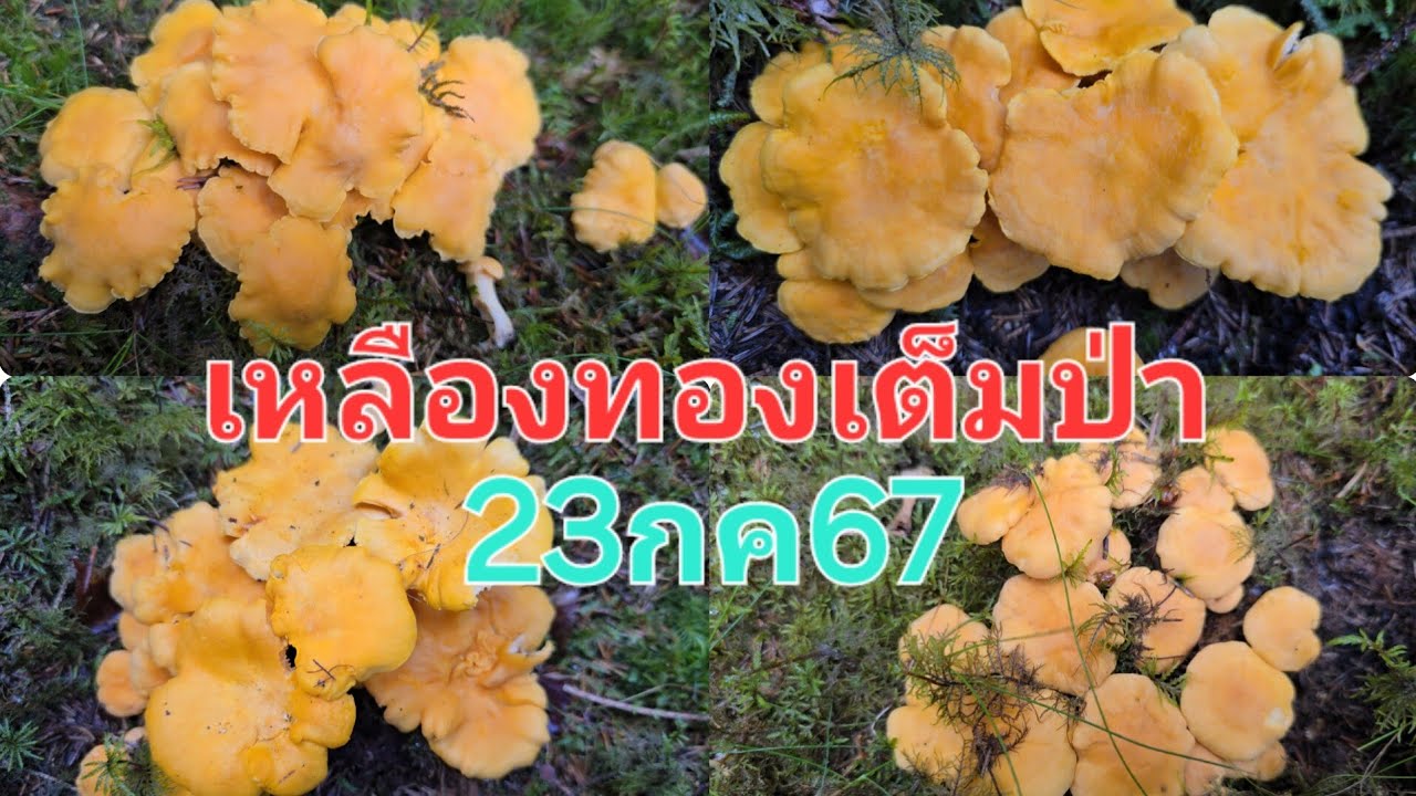 เก็บเห็ดว่องไววันนี้🍄🍄 มีแต่ดอกสวยๆเหลืองเป็นแพเป็นกลุ่มใหญ่ๆ