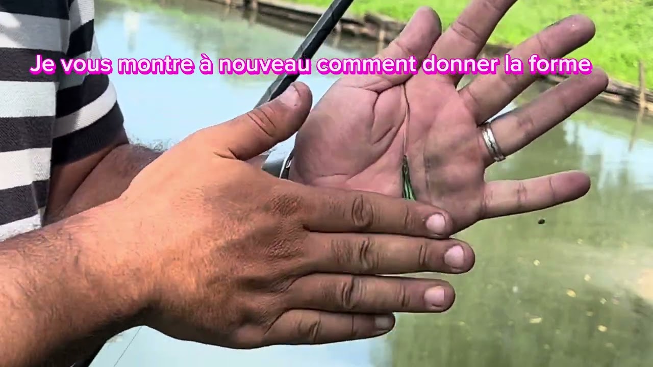 Grosse truites albinos plus de 4kg