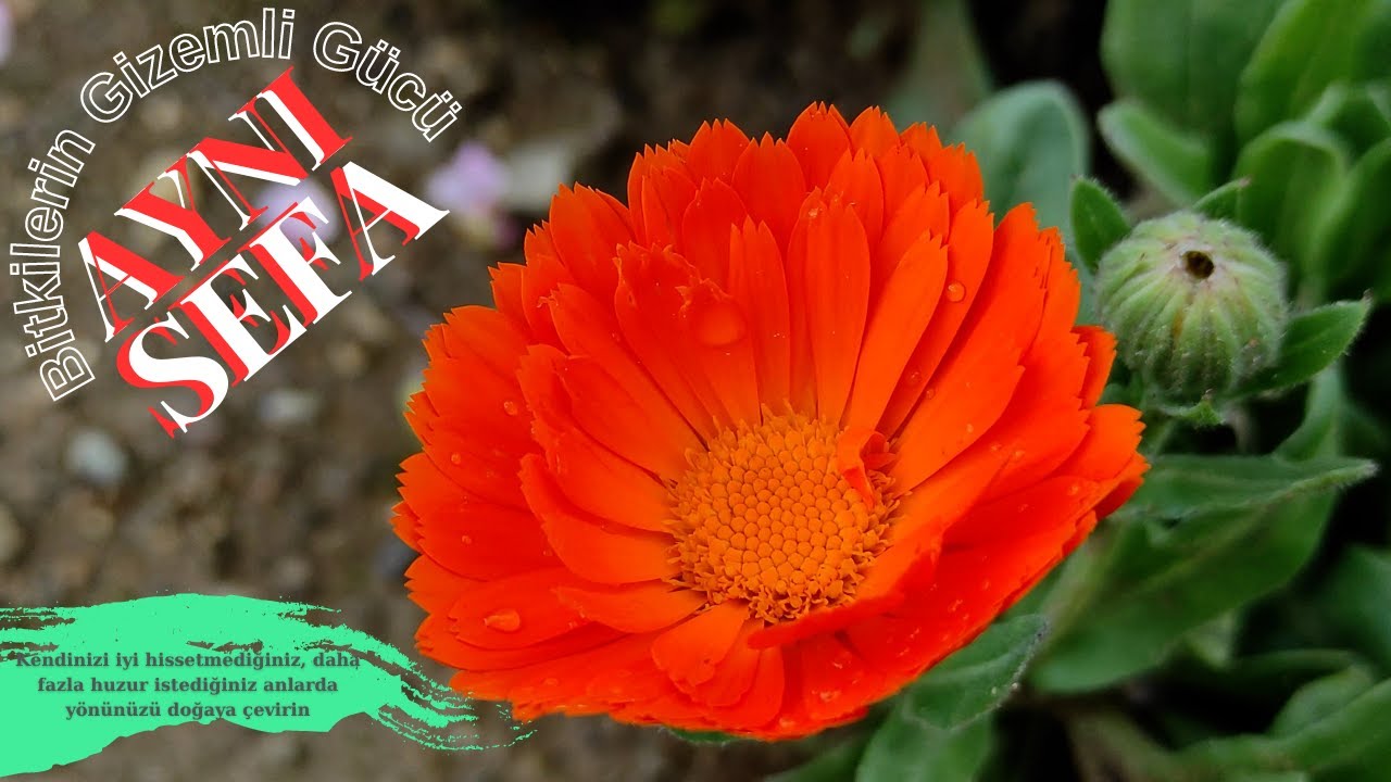 PORTAKAL NERGİSİ OTU - Aynı Sefa (Calendula Officinalis) / Cennetime Kavuştum / Yenen Yabani Otlar