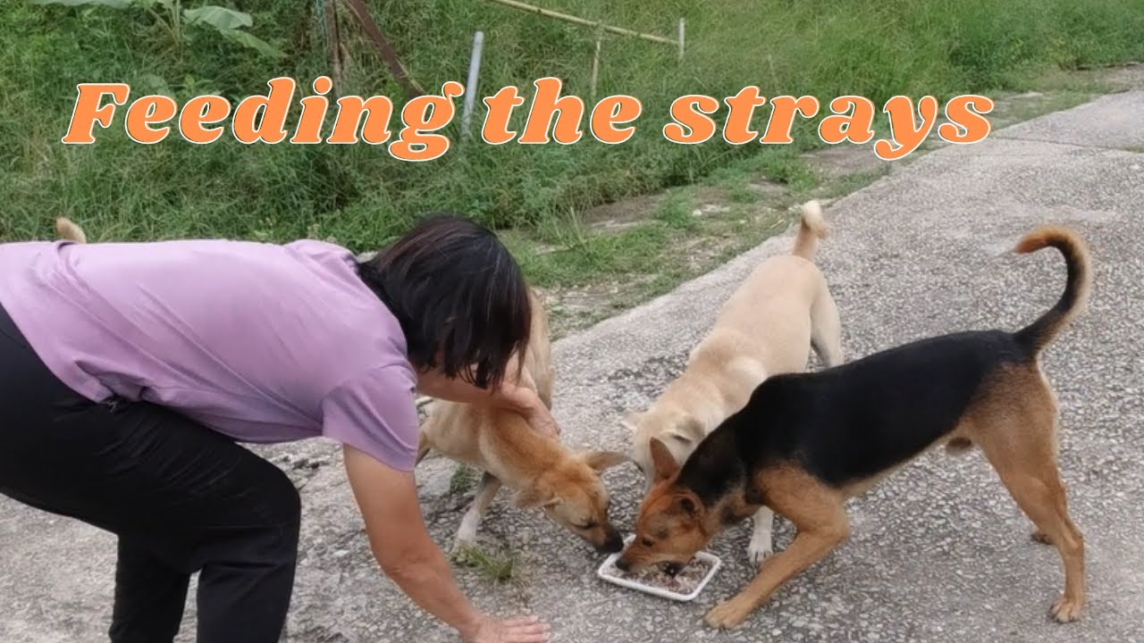 Feeding dozens of stray dogs in Kalumpang, Malaysia