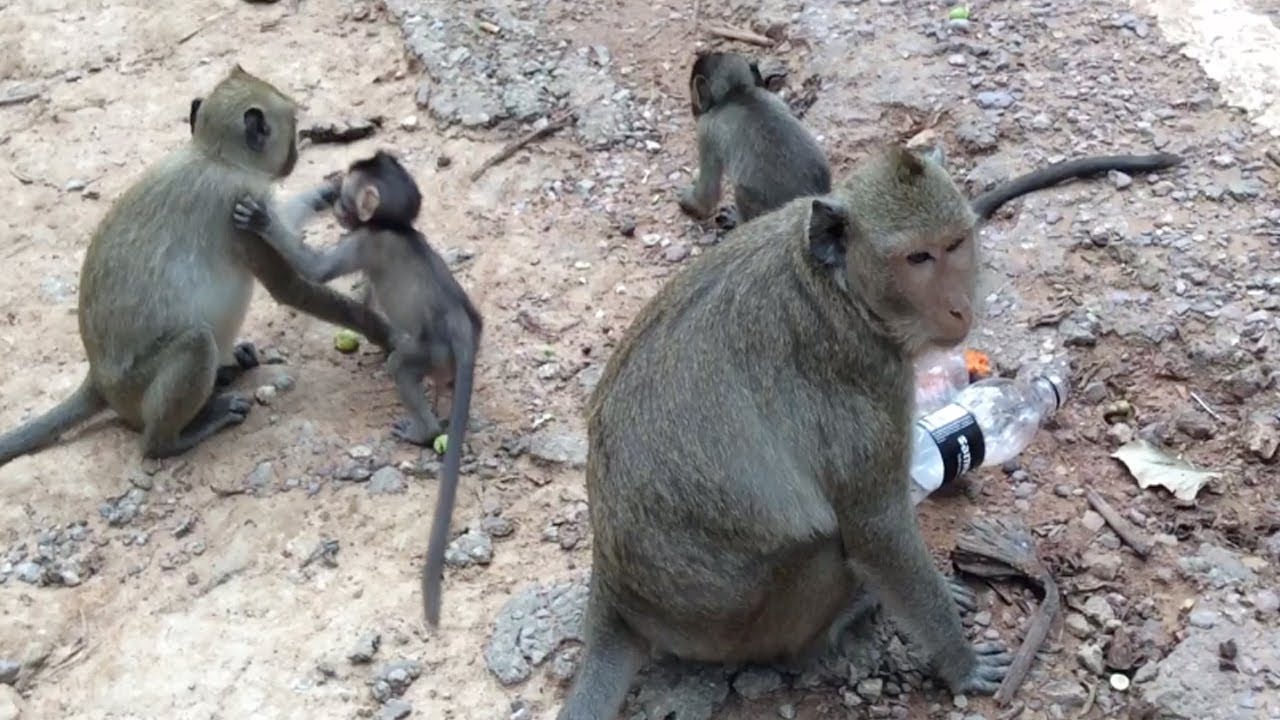 Baby Monkey - Cute baby monkey and mother monkey eating lotus fruit