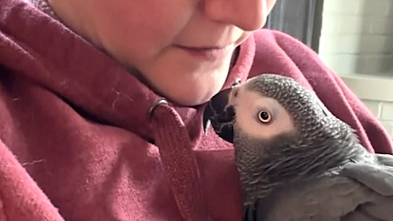 Elderly paralyzed bird meets the woman of his dreams