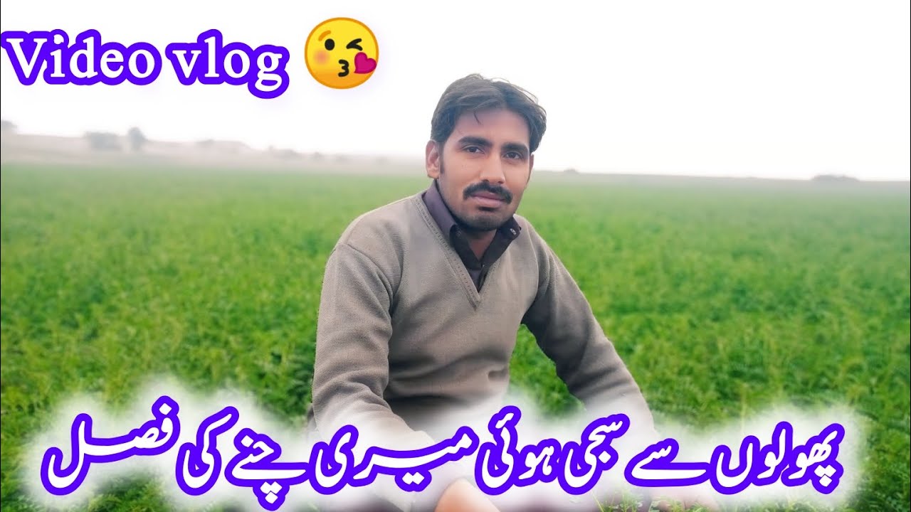 پھولوں سے سجی ہوئی میری چنے کی فصل