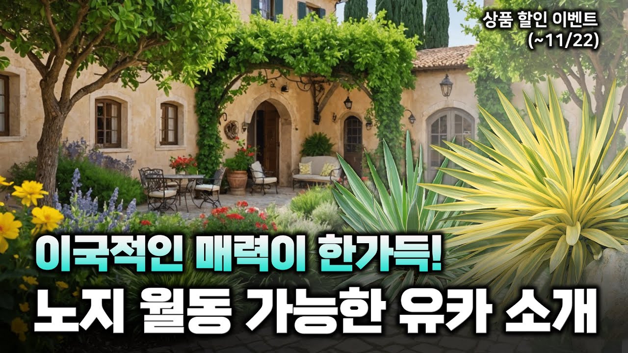 국내에서도 이국적인 정원을 만들고 싶다면❓노지 월동 가능한 유카 소개🌿