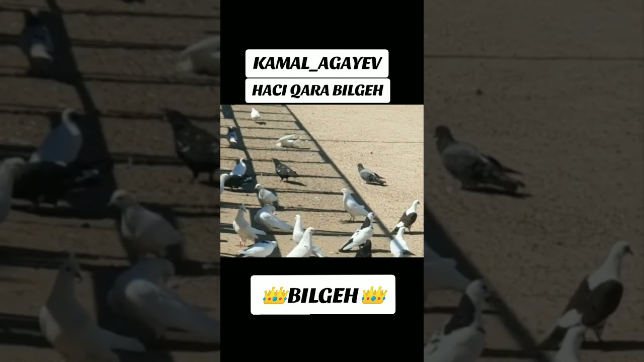 KAMAL AGAYEVIN GOYERCINLERI MASALLAH🤝👍BILGEH👑