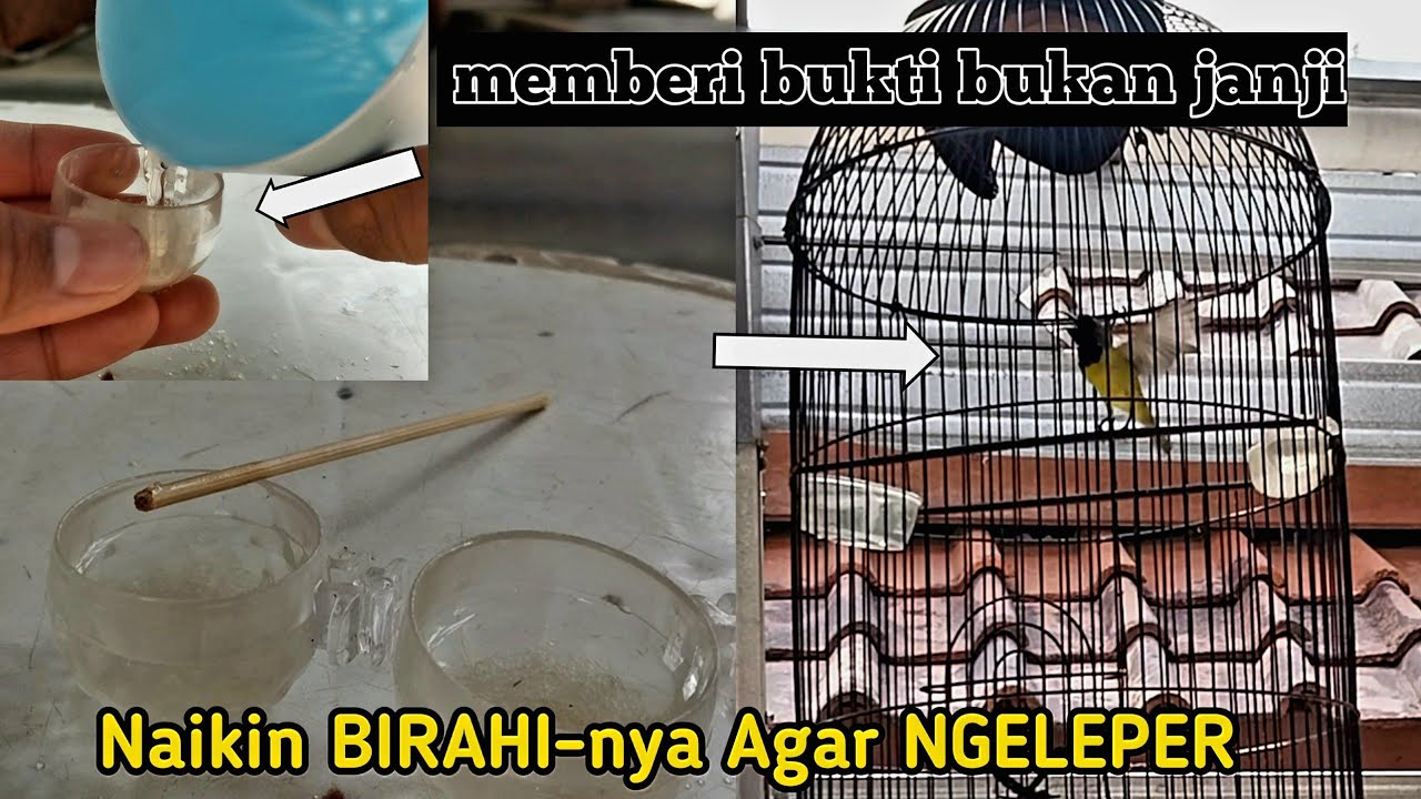 PUSING punya sogok Gak Ngeleper ❓️gampang itu cuyy,ini caranya